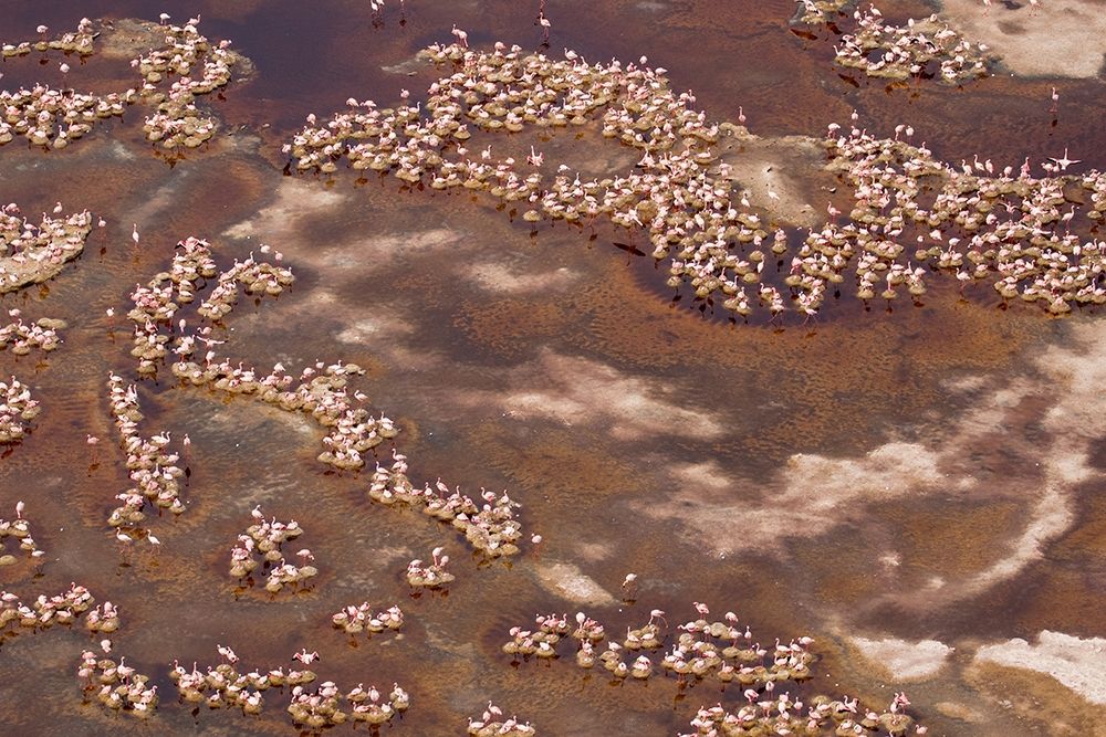 Africa-Tanzania-Aerial view of flock of Lesser Flamingos nesting among salt flats art print by Paul Souders for $57.95 CAD